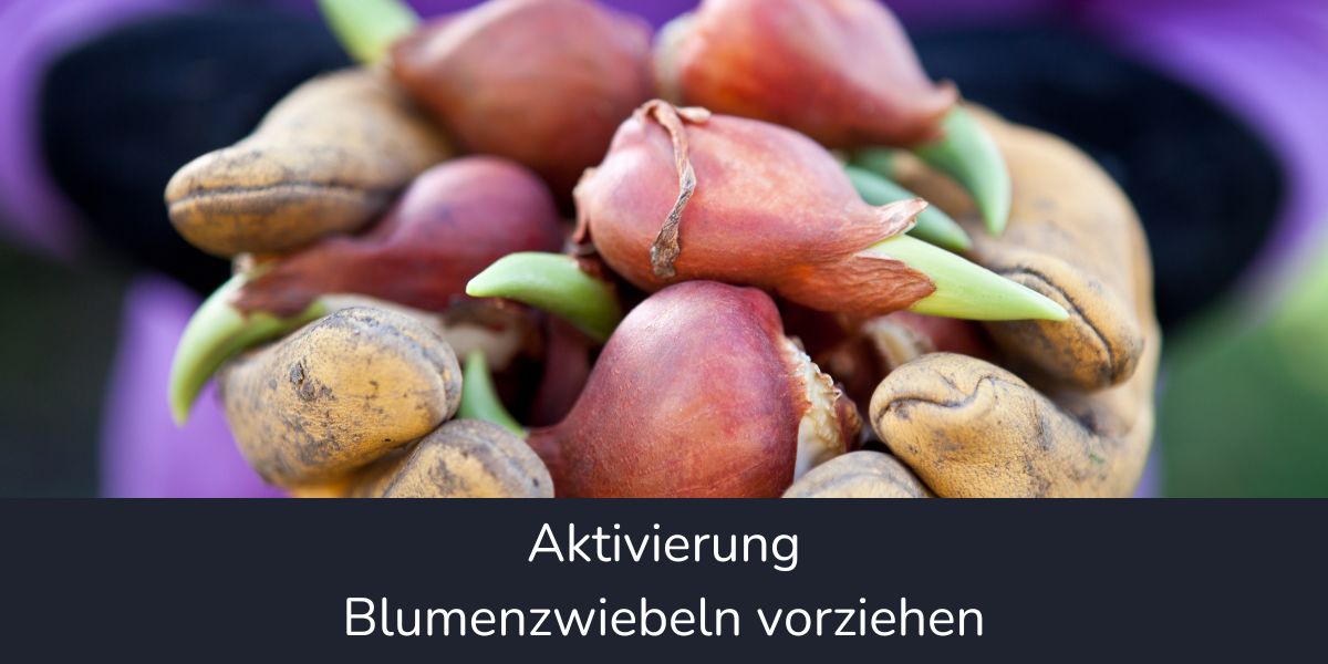 Aktivierung Blumenzwiebeln vorziehen - Titelbild
