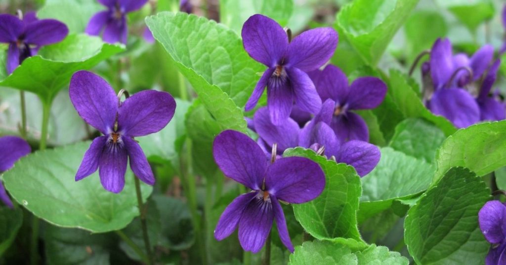 Kaltkeimer Viola odorata