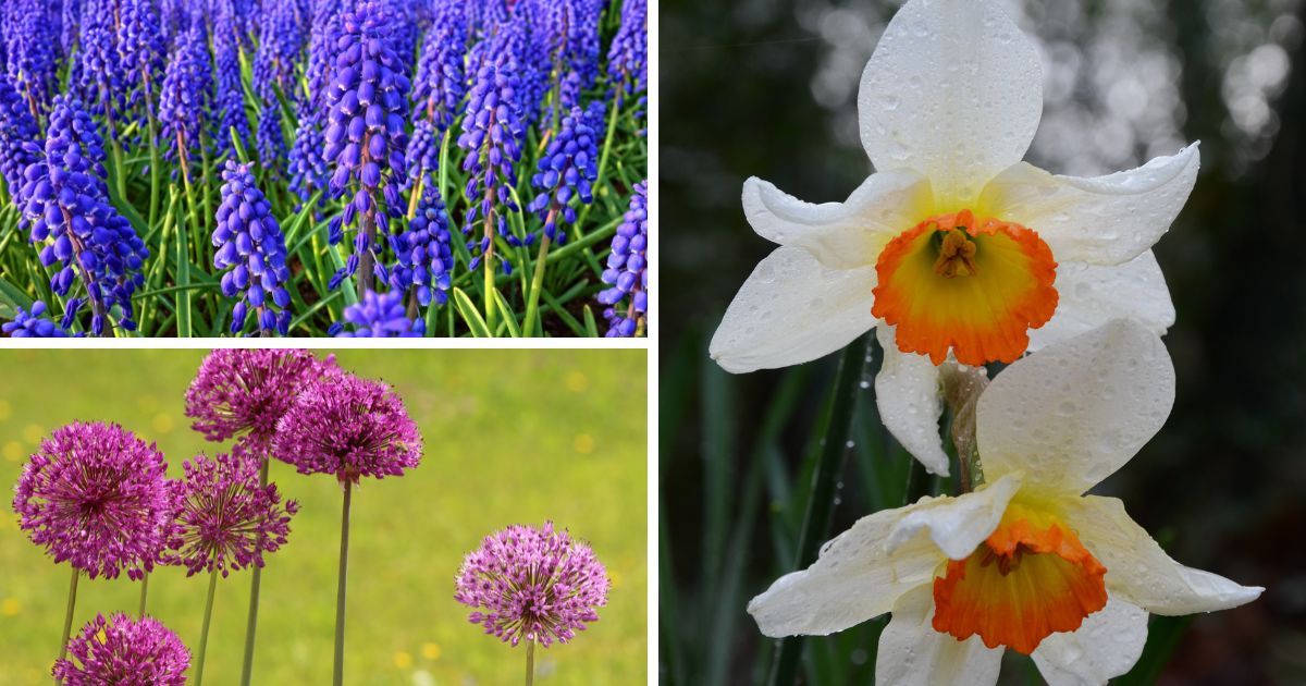 Traubenhyazinthe_Zierlauch_Dichternarzisse