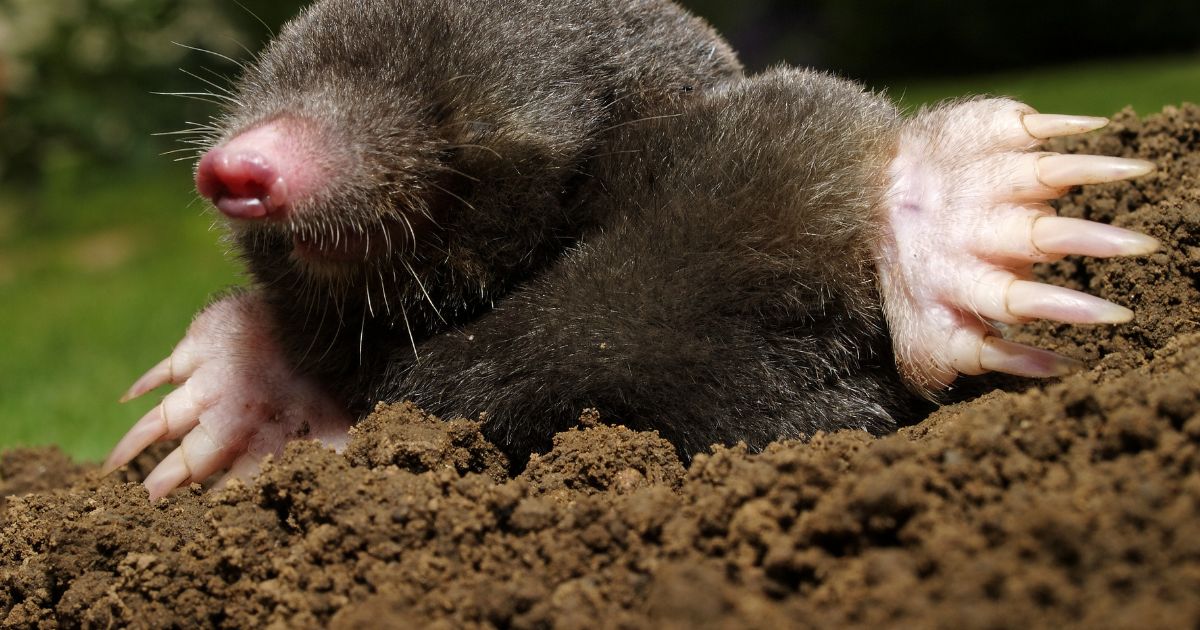 Maulwurf loswerden