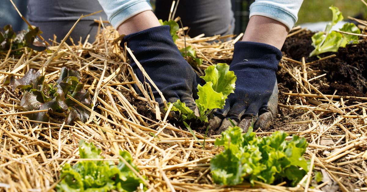 Salatbeet Mulchen mit Stroh