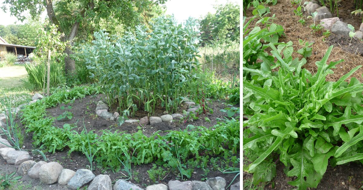 Gemüseernte Cerbiattasalat