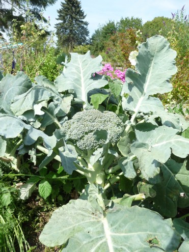 Brokkolisalat aus eigen angebautem Brokkoli im Hochbeet