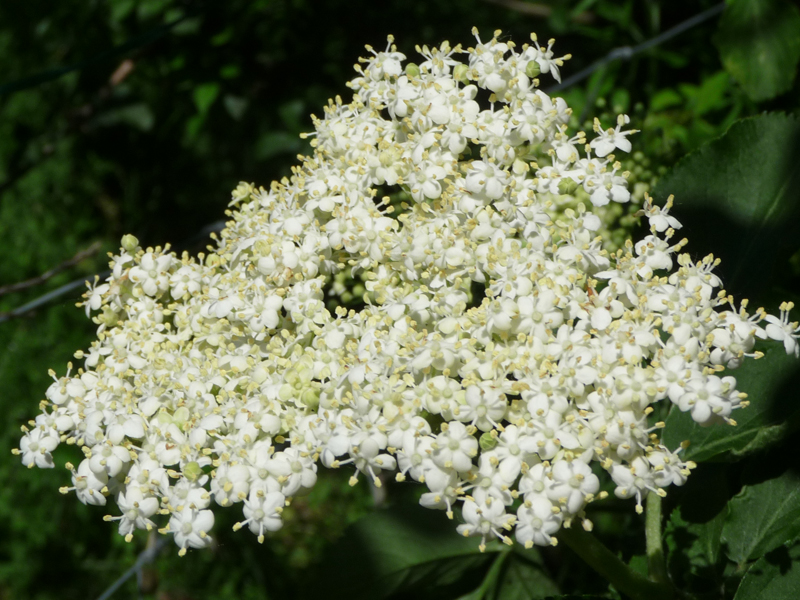 Holunderblüte - Grünreich