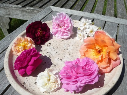 Grundkurs Gartentherapie Rosenblüten auf einem Teller