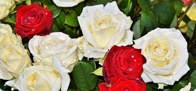 Rote und weiße Rosen