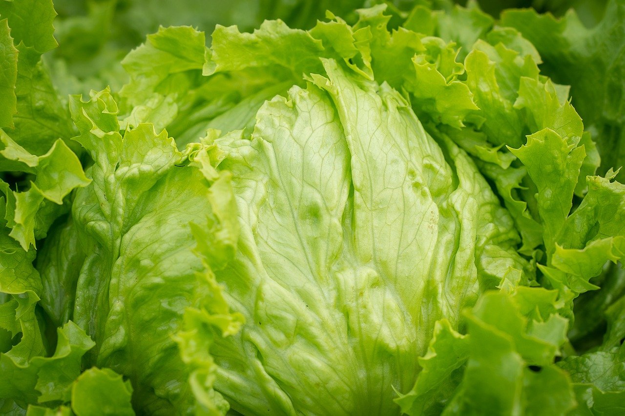 Eisbergsalat - Hochbeet mit Salat bepflanzen