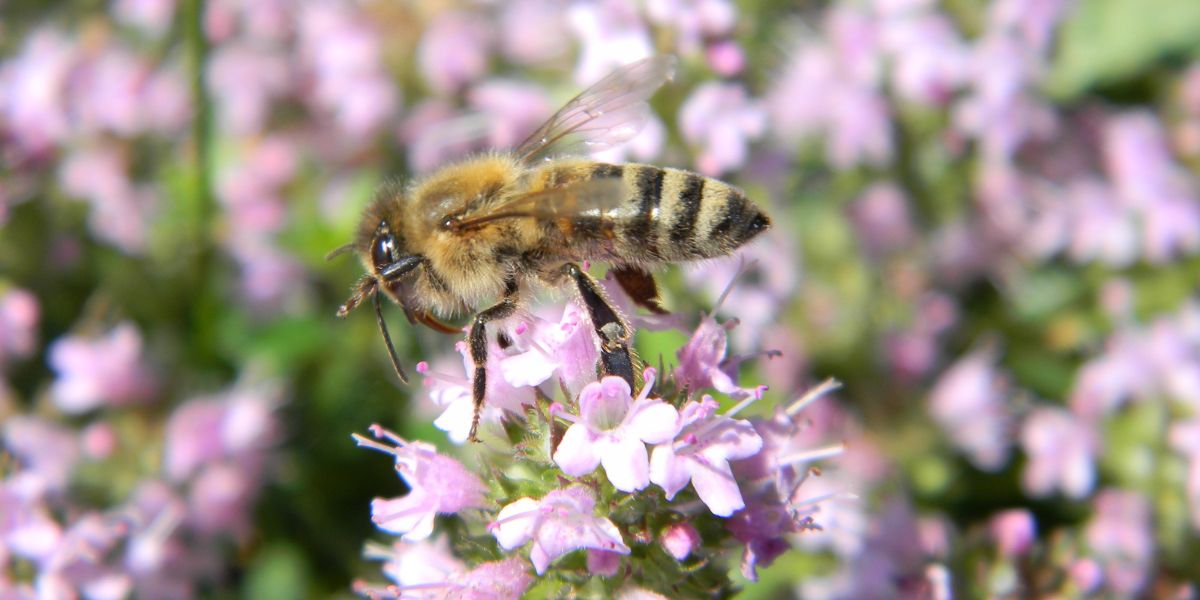Bienenfreundliche Bodendecker - Biene auf Thymianblüte