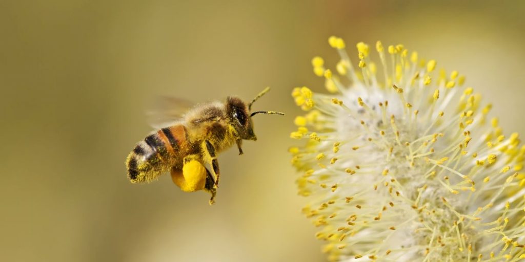 Biene mit Pollen an den Beinen