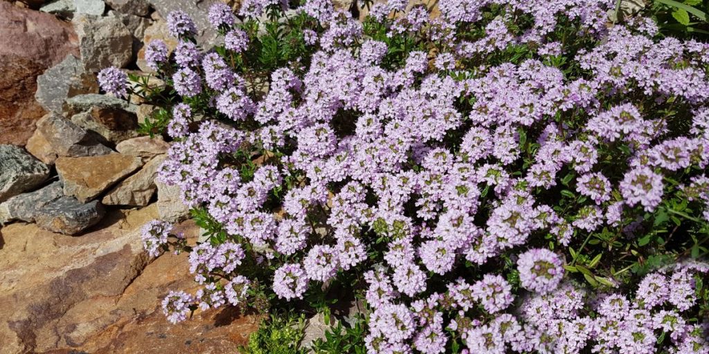 Bienenfreundliche Bodendecker - Thymian – Thymus