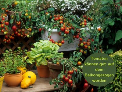 Tomaten können gut auf dem Balkongezogen werden - Gartenkurse online