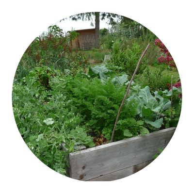 Gemüse im Hochbeet - Gartenkurse online