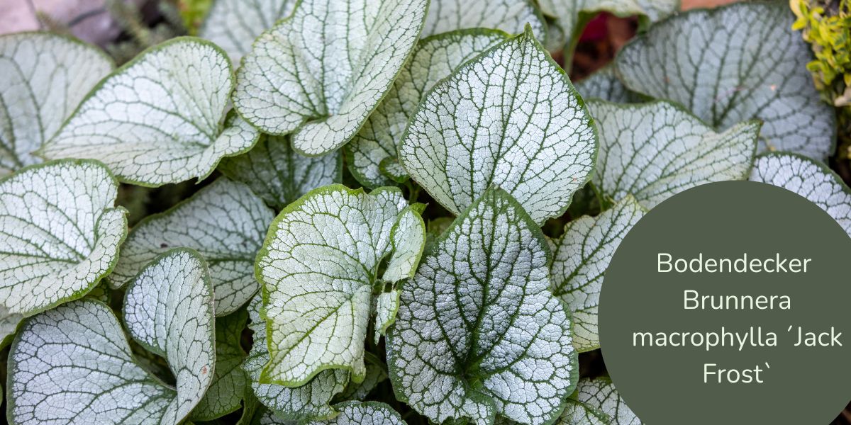 Brunnera macrophylla ´Jack Frost`