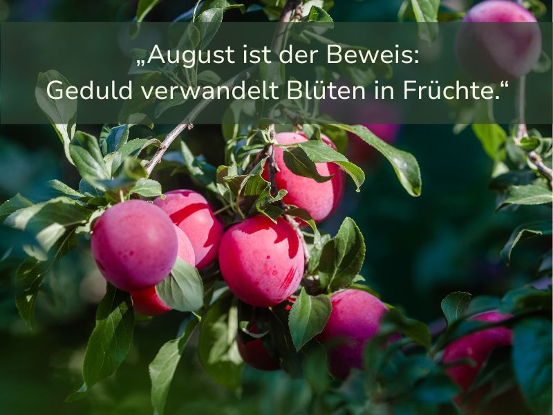 Gartenspruch August_25
