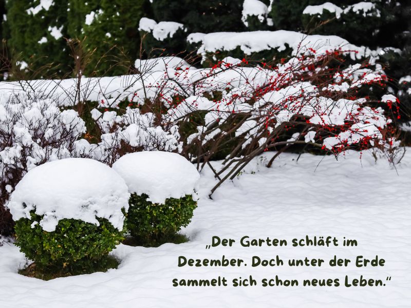 „Der Garten schläft im Dezember. Doch unter der Erde sammelt sich schon neues Leben.“
