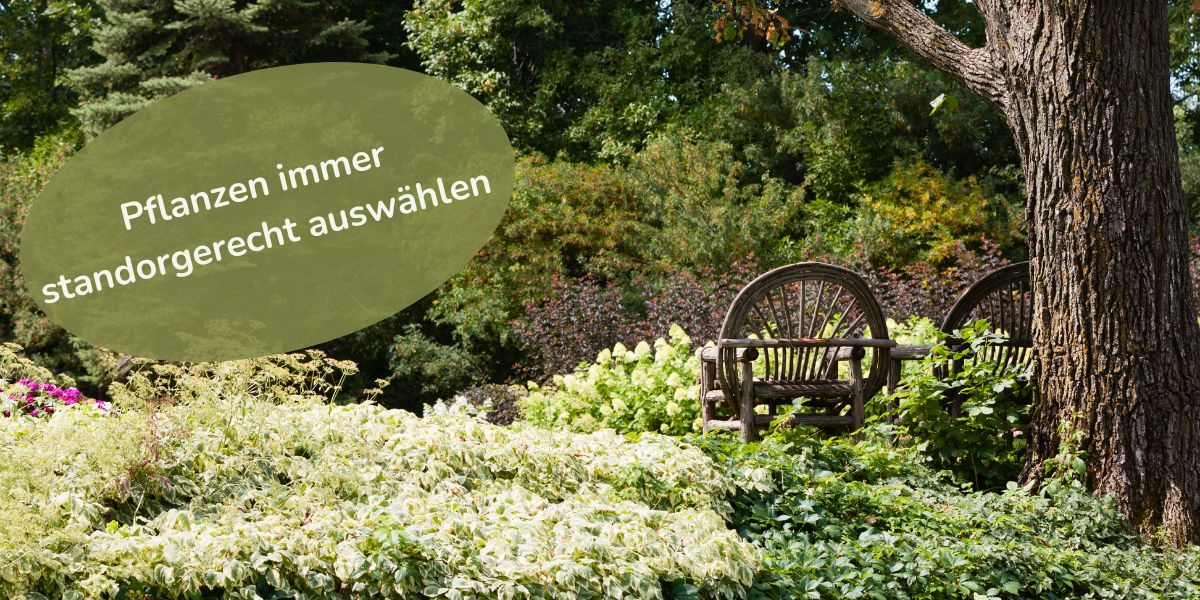 Gartenplanung - Pflanzen standortgerecht auswählen
