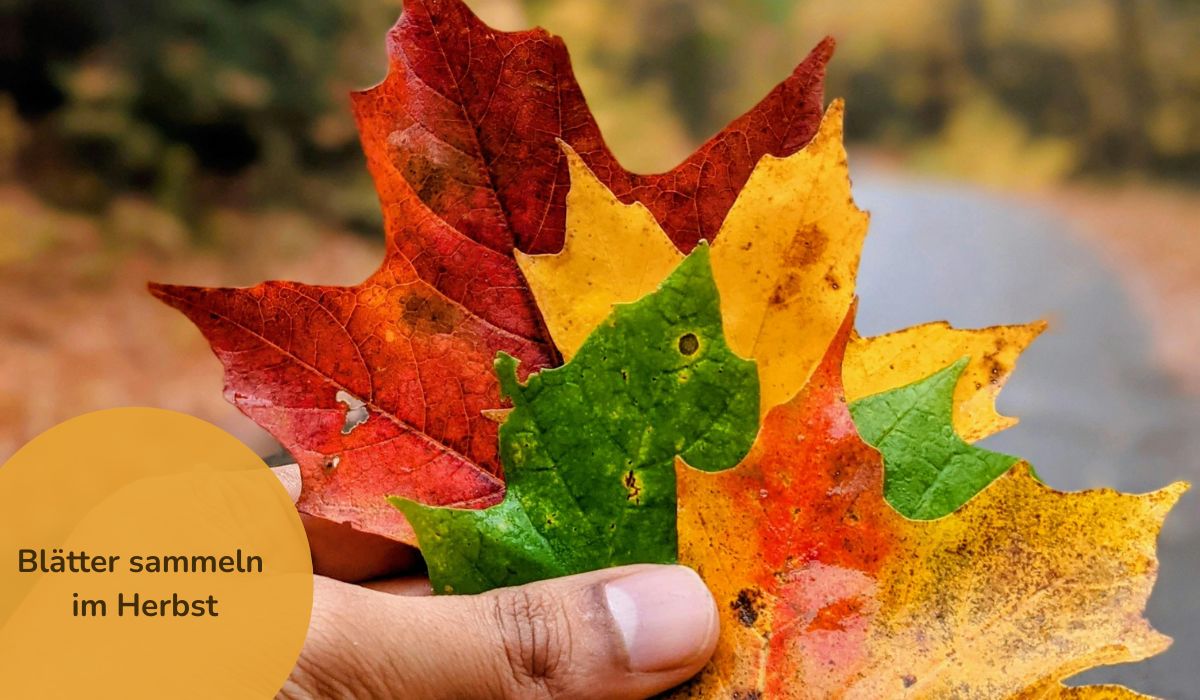 Blätter sammeln im Herbst