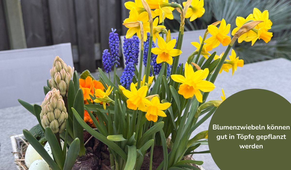 Blumenzwiebeln in Töpfe pflanzen