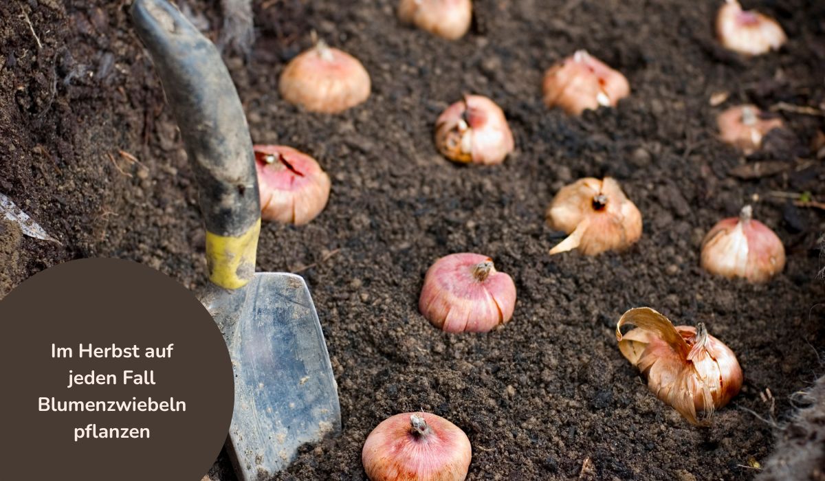 Gartenarbeit mit Senioren - Blumenzwiebeln pflanzen