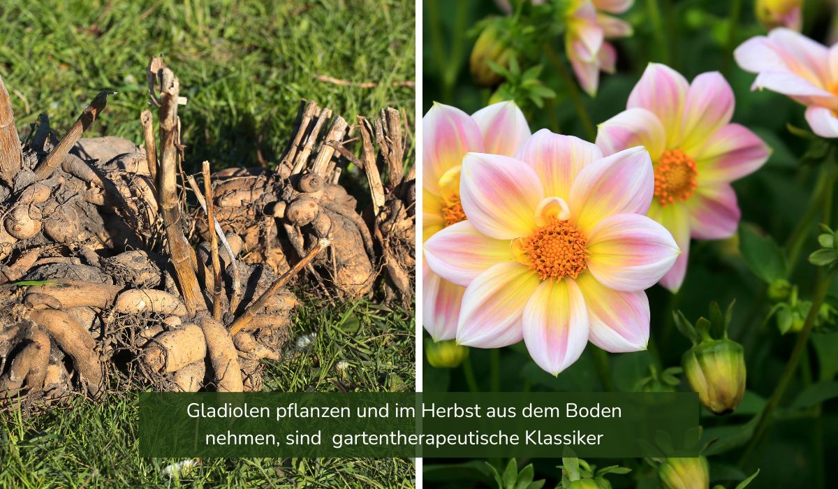 Gartenarbeit mit Senioren - Gladiolen pflanzen, ernten