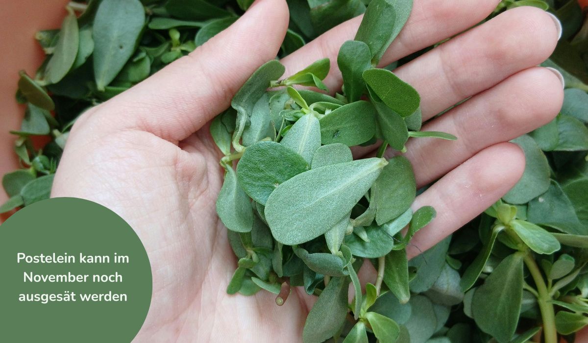 Gartenarbeit mit Senioren - Postelein aussäen