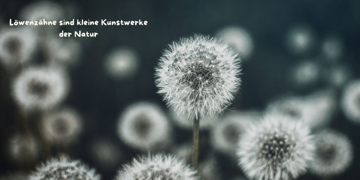 Löwenzähne sind kleine Kunstwerke der Natur