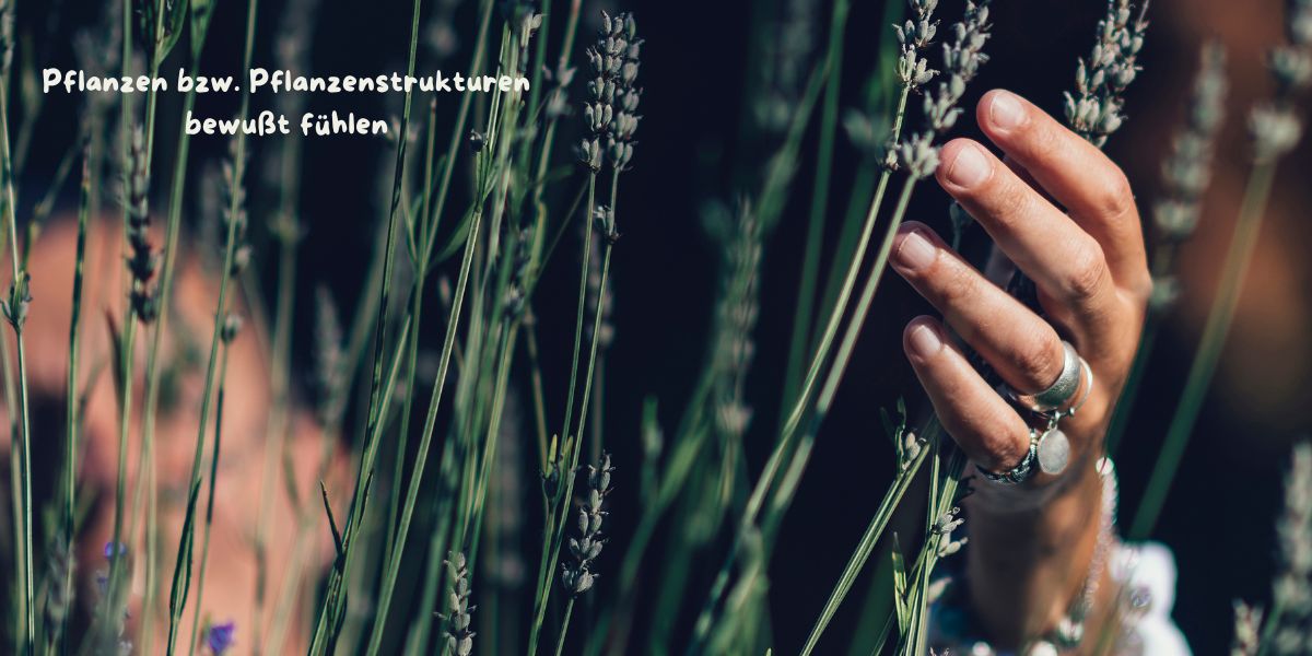 Pflanzen bzw. Pflanzenstrukturen bewußt fühlen