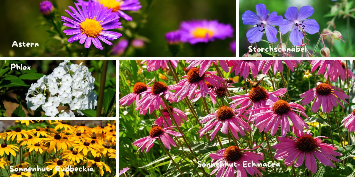Weniger ist mehr - robuste Stauden
