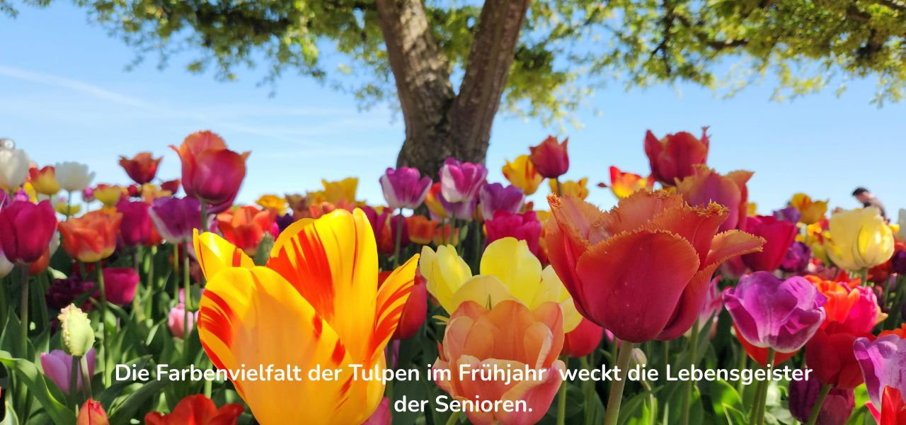 Die Farbenviealfalt der Tulpen im Frühjahr weckt die Lebensgeister der Senioren