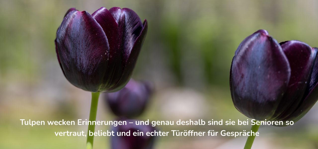 Tulpen wecken Erinnerungen-Aktivierung Senioren Frühling