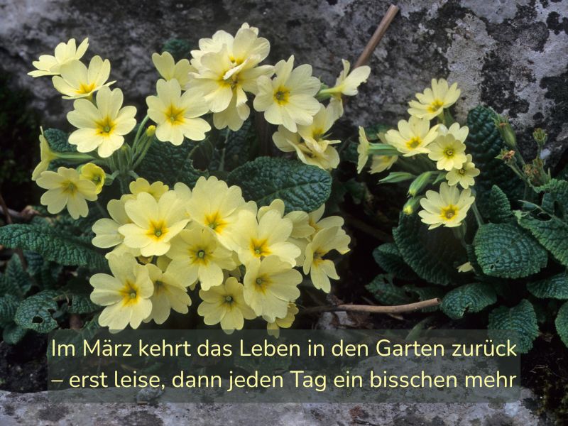 Gartenspruch Mäzr 26