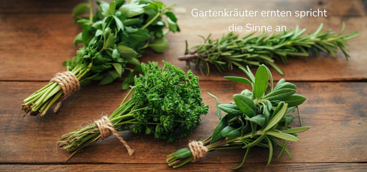 Inhouse-Fortbildung Betreuungskräfte - Kräuter ernten