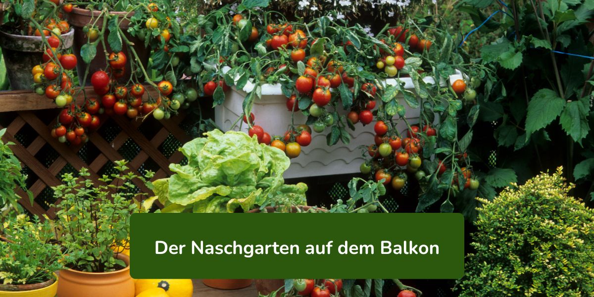 Naschgarten auf dem Balkon_Gartenkurs online